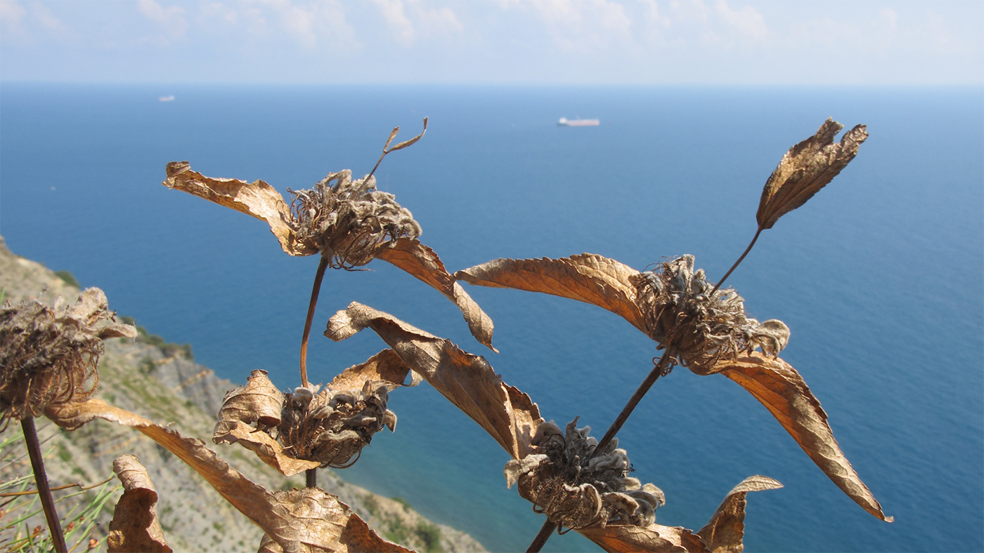 Image of Phlomis taurica specimen.