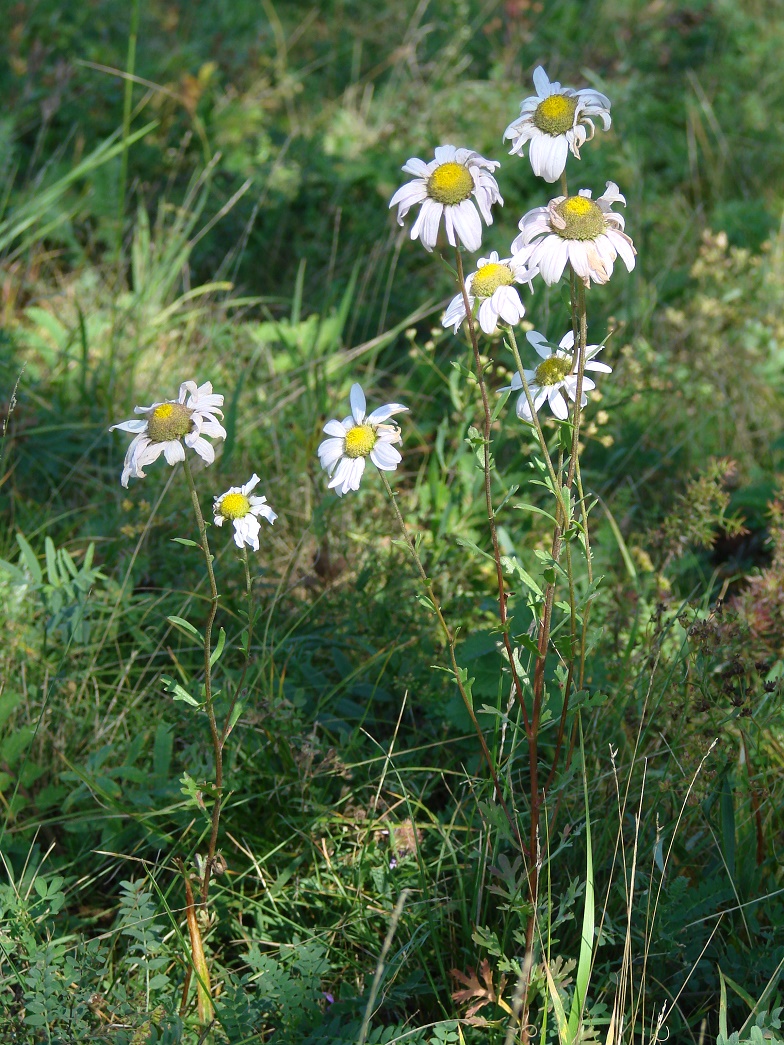 Image of Chrysanthemum zawadskii specimen.