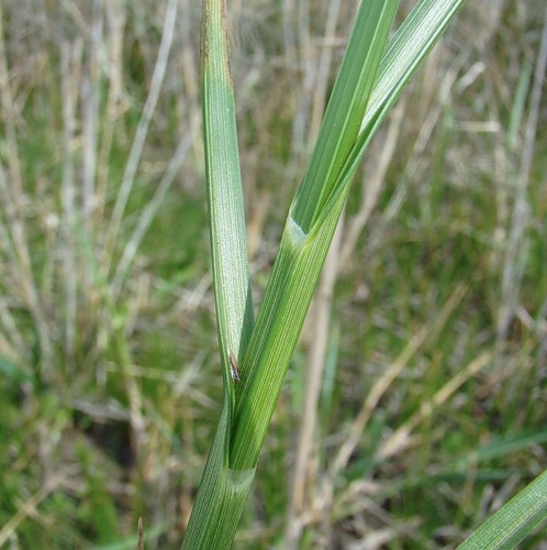 Image of Bolboschoenus maritimus var. compactus specimen.