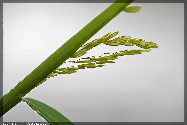 Изображение особи Leersia oryzoides.