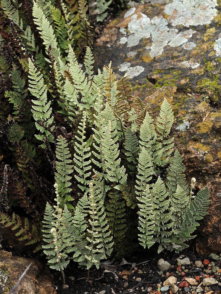 Image of Myriopteris lindheimeri specimen.