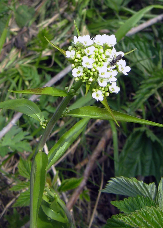 Image of Eutrema integrifolium specimen.