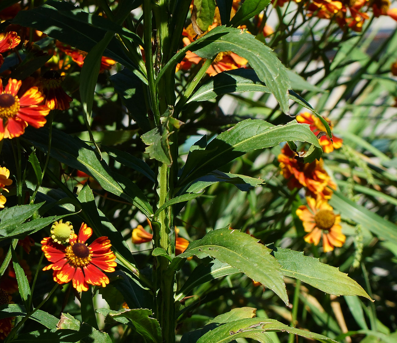 Image of Helenium autumnale specimen.