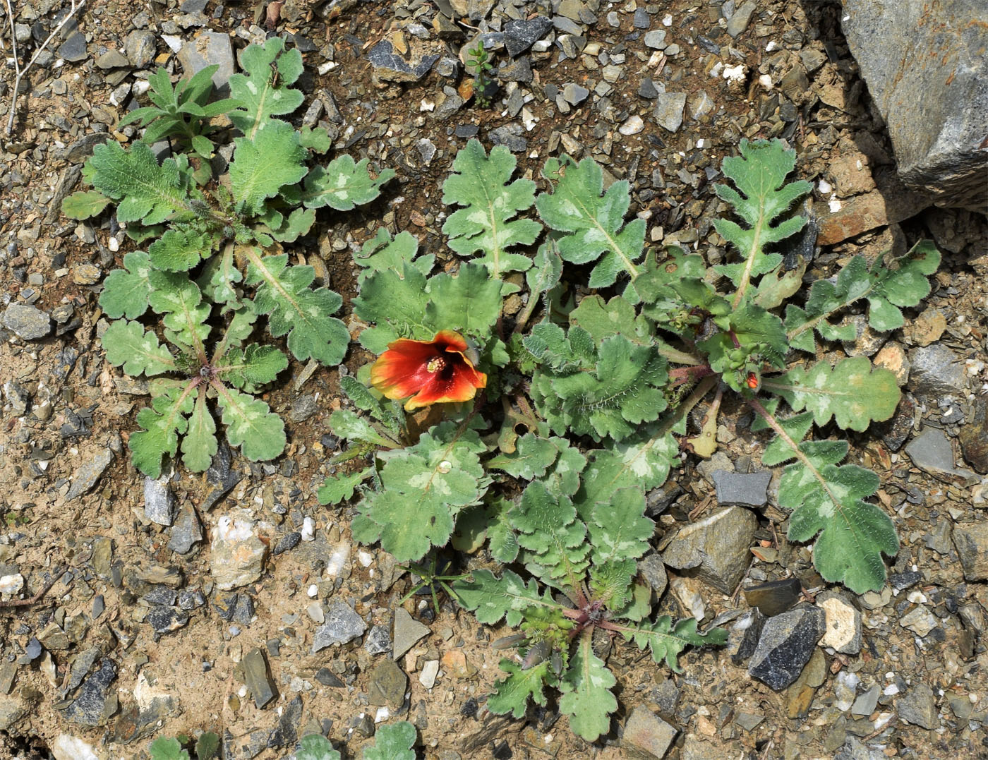 Image of Glaucium elegans specimen.