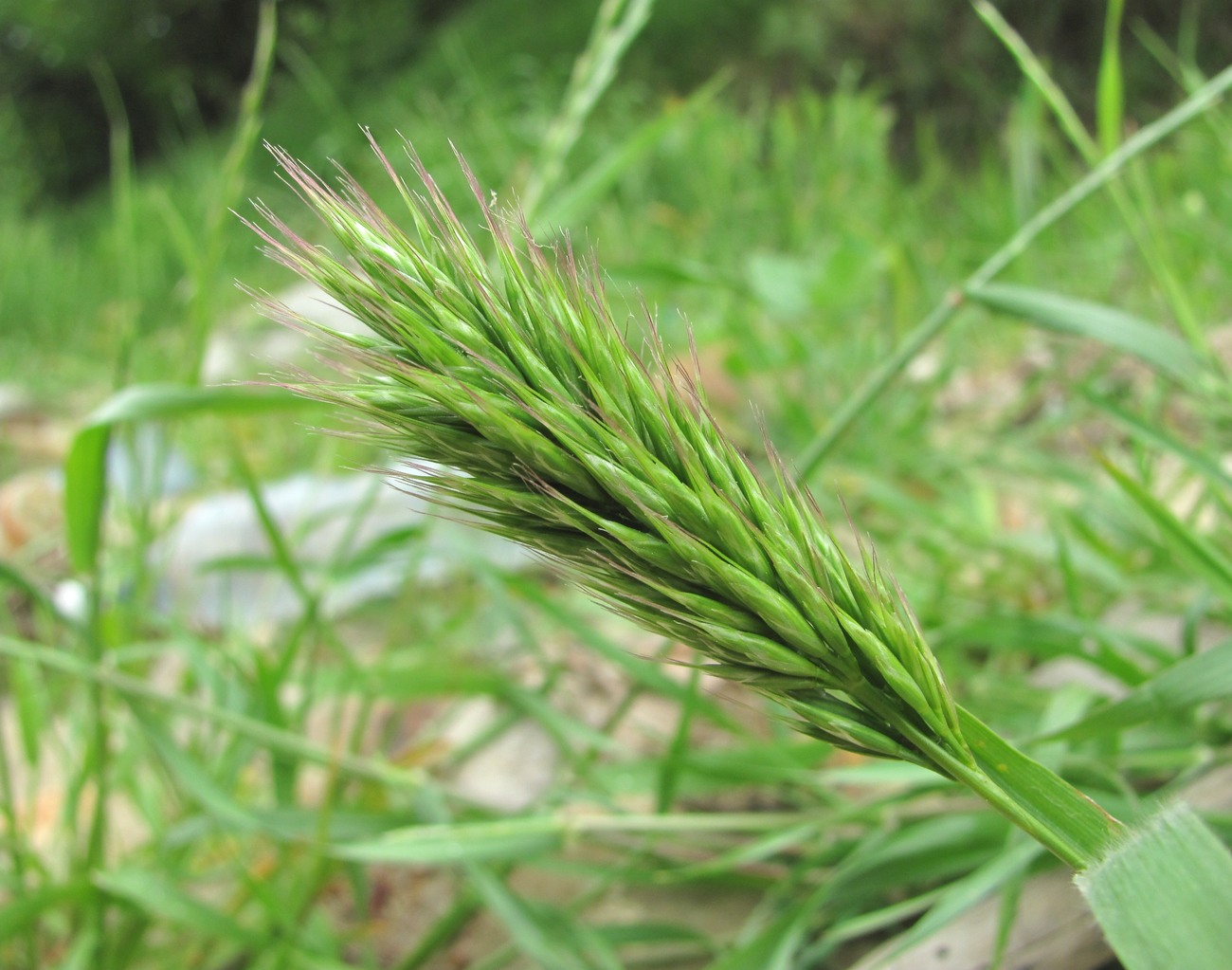 Image of Bromus scoparius specimen.