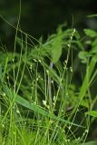 Carex remotiuscula