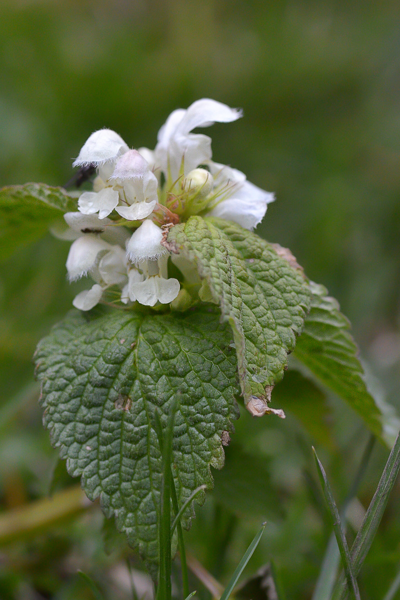 Image of Lamium turkestanicum specimen.