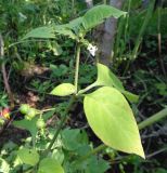 Solanum scabrum