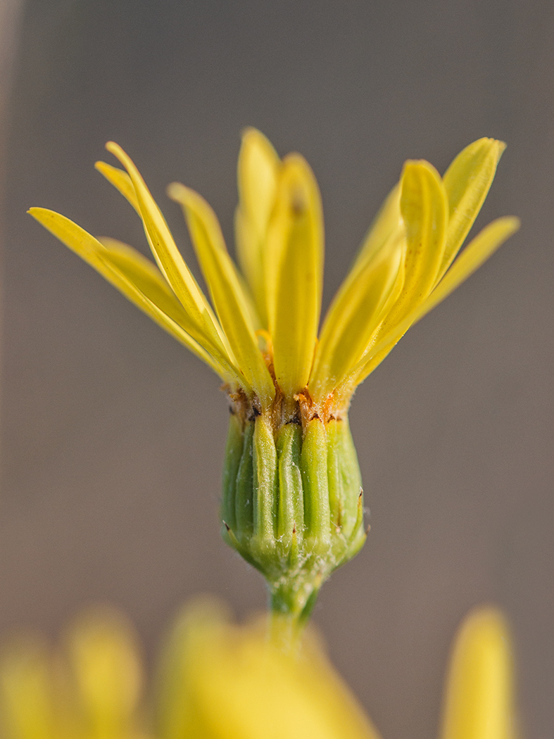 Изображение особи Senecio jacobaea.