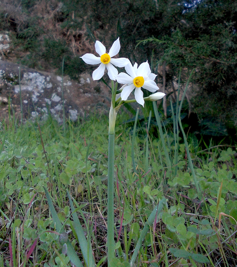 Image of Narcissus tazetta specimen.