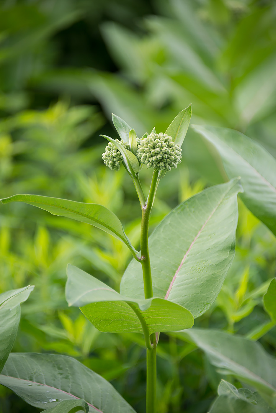 Изображение особи Asclepias syriaca.