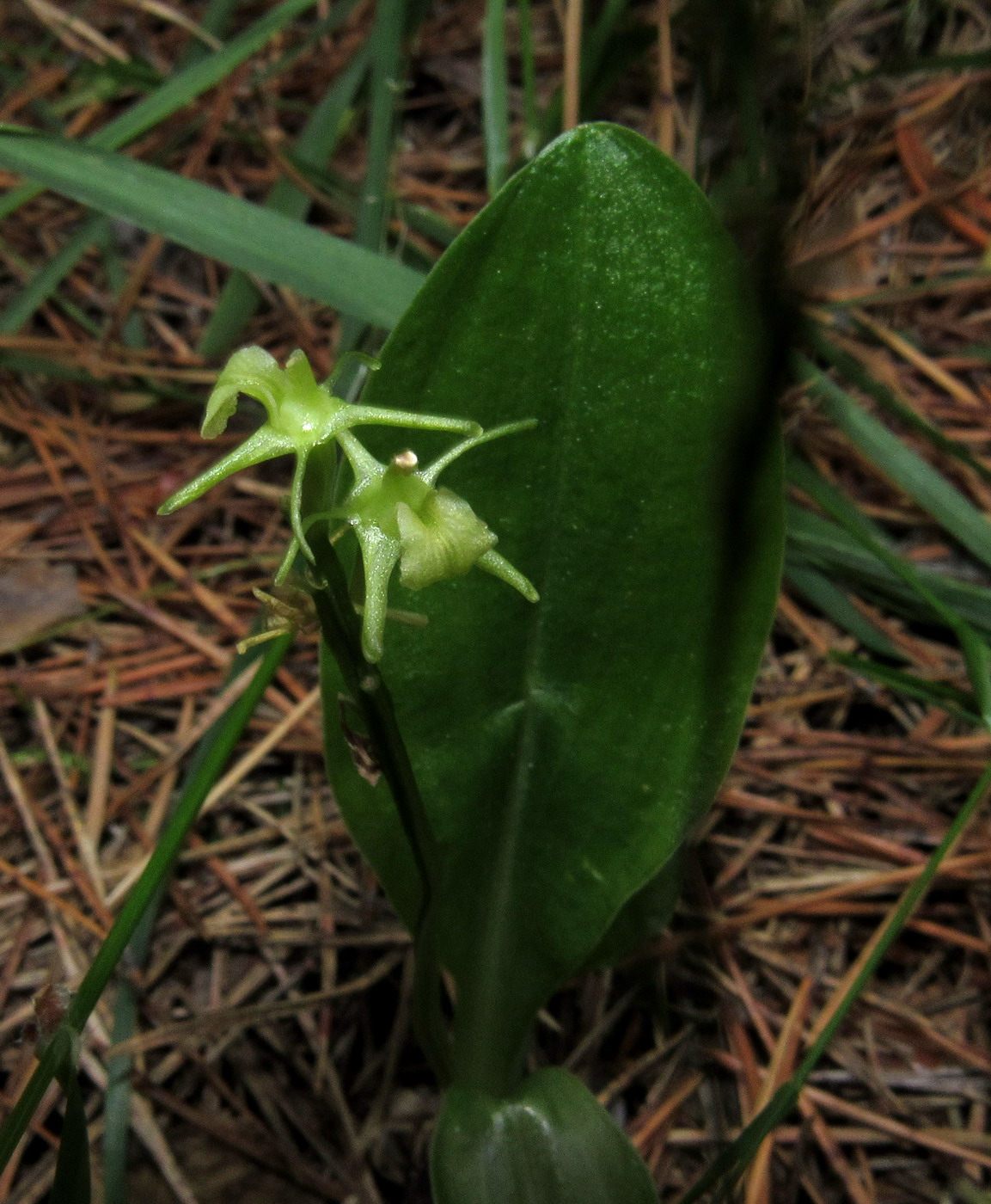 Изображение особи Liparis kumokiri ssp. sajanensis.