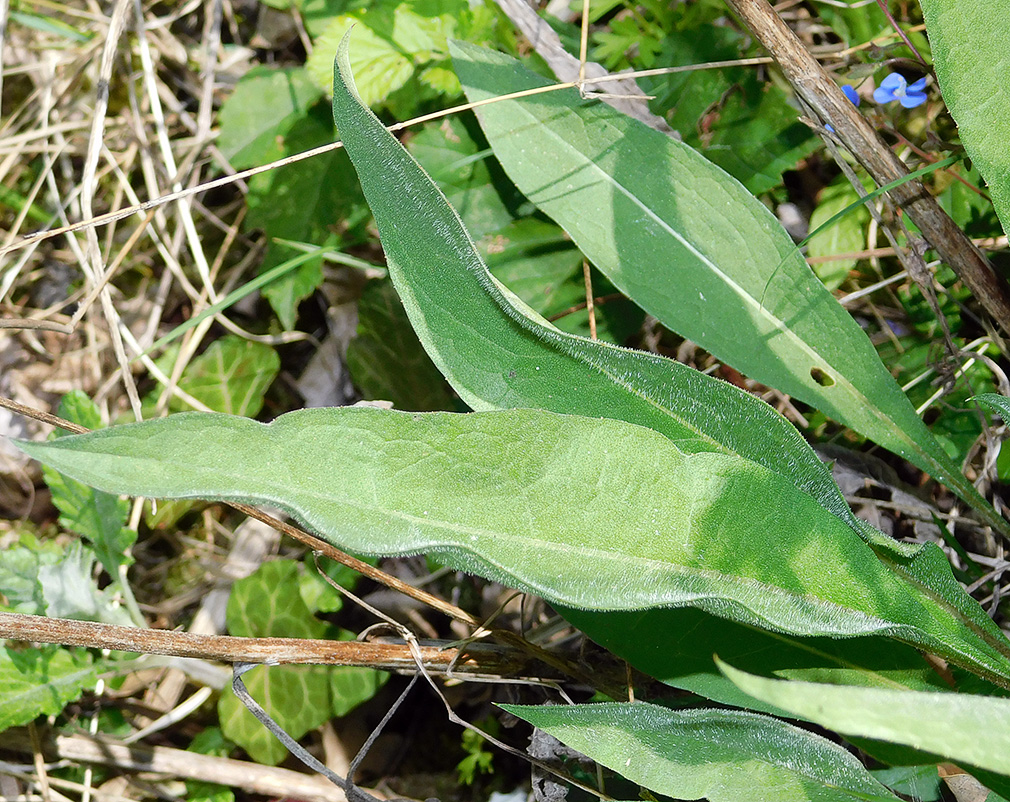 Image of Centaurea jacea ssp. substituta specimen.