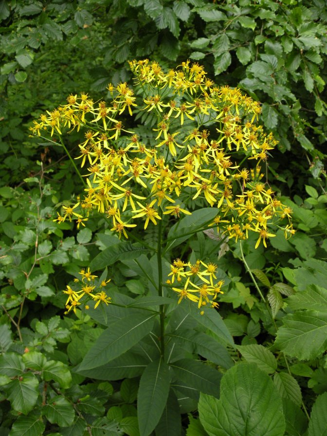 Image of Senecio ovatus specimen.