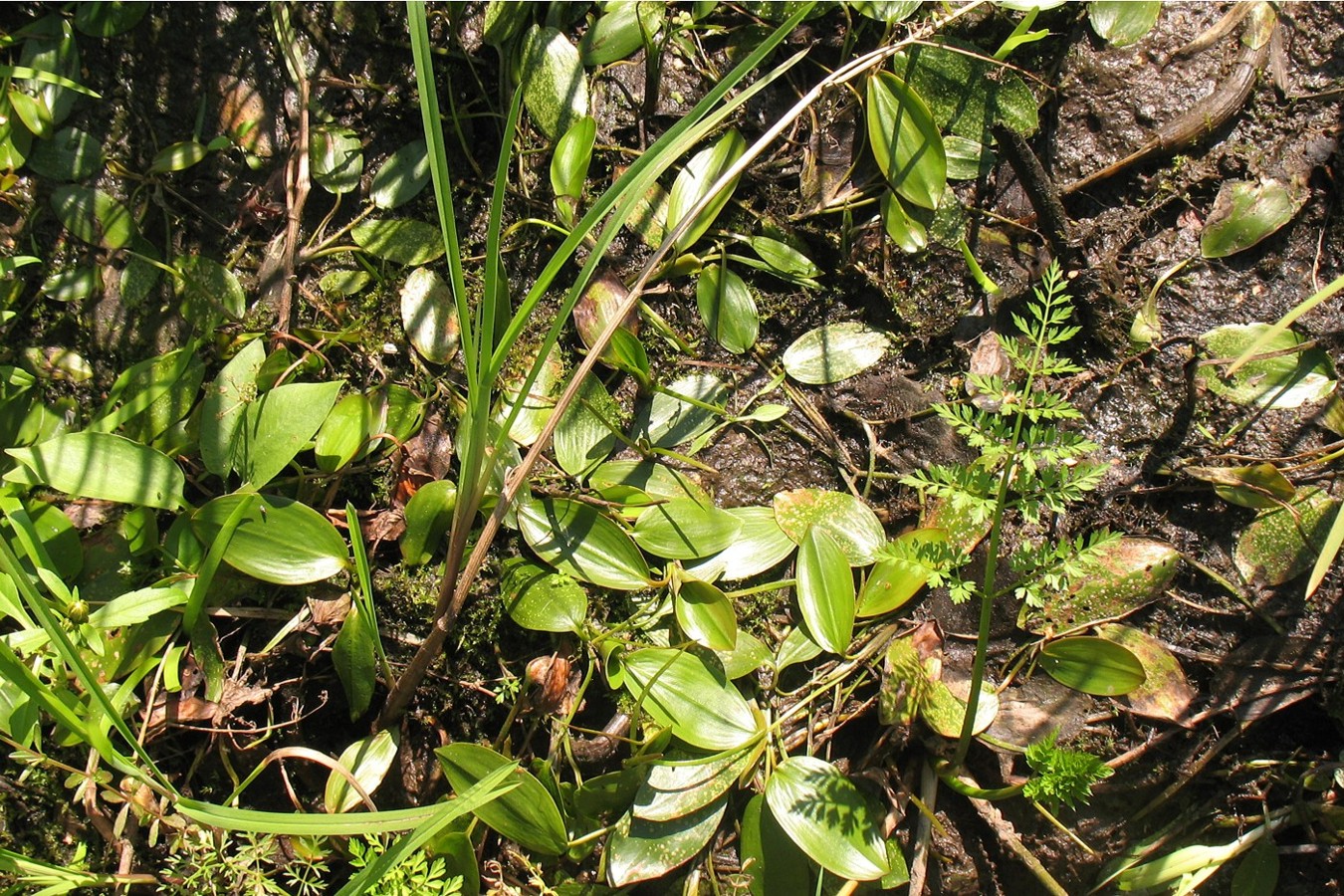 Image of Potamogeton natans specimen.