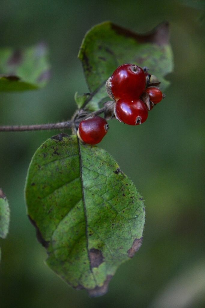 Image of Lonicera ferdinandi specimen.