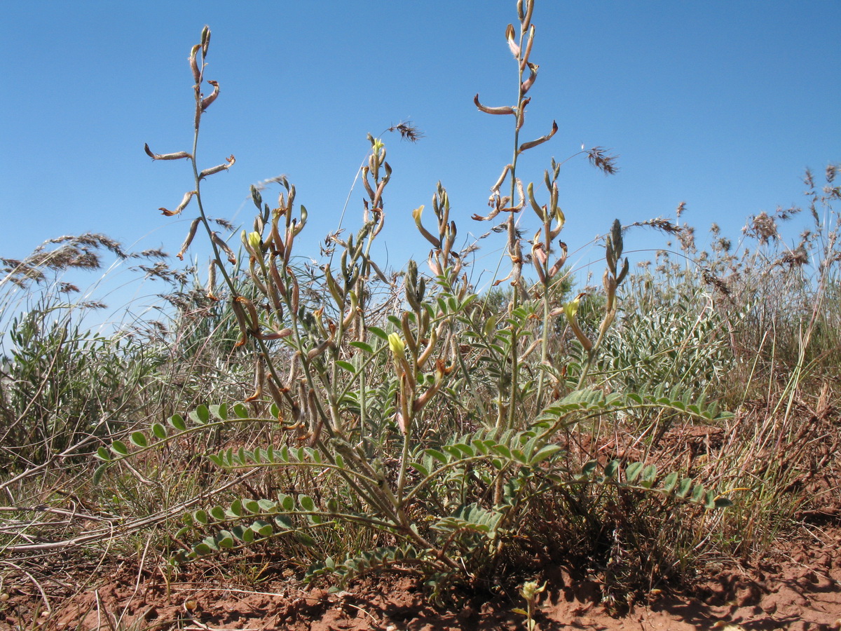 Image of Astragalus turczaninowii specimen.