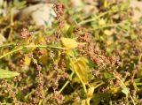 Смотреть изображение Atriplex prostrata