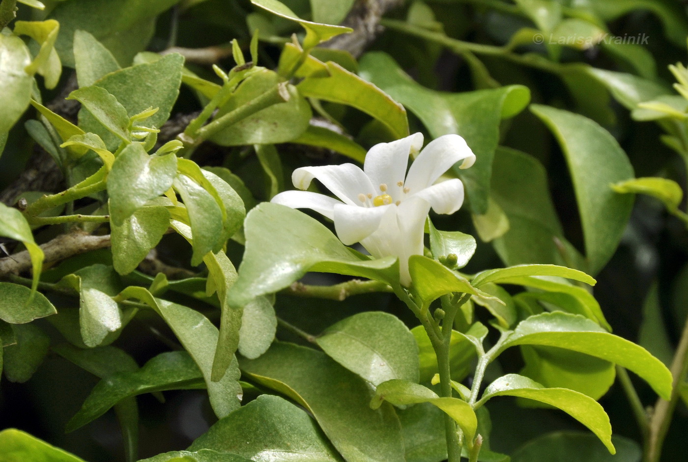 Изображение особи Murraya paniculata.