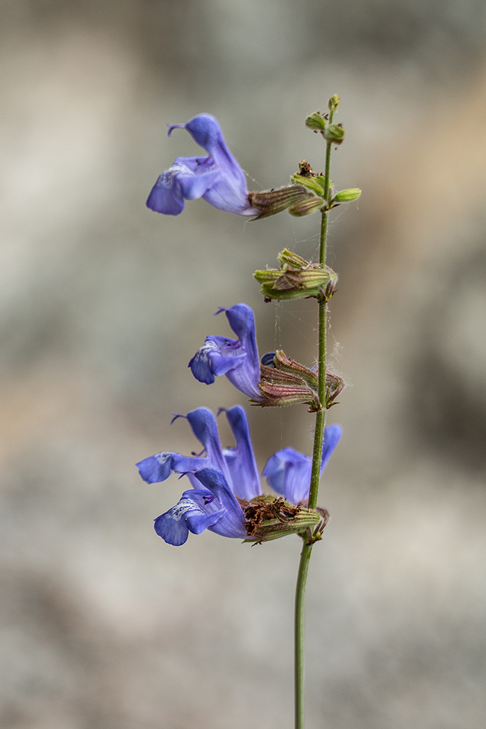 Изображение особи Salvia ringens.