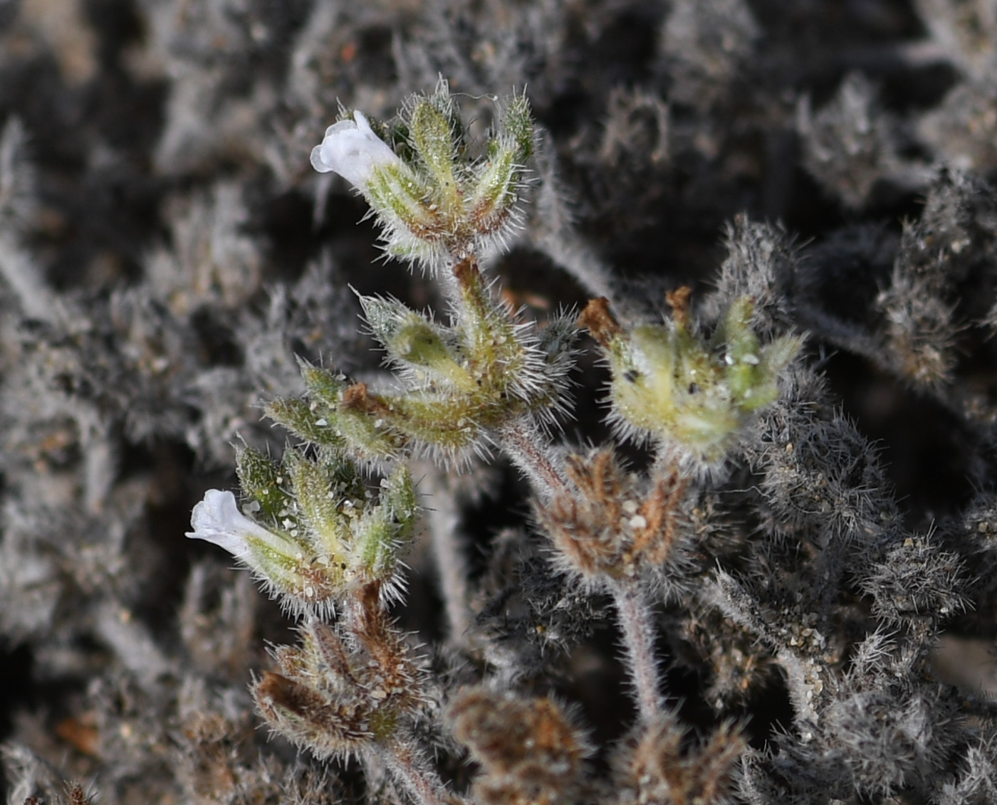 Image of Tiquilia paronychioides specimen.