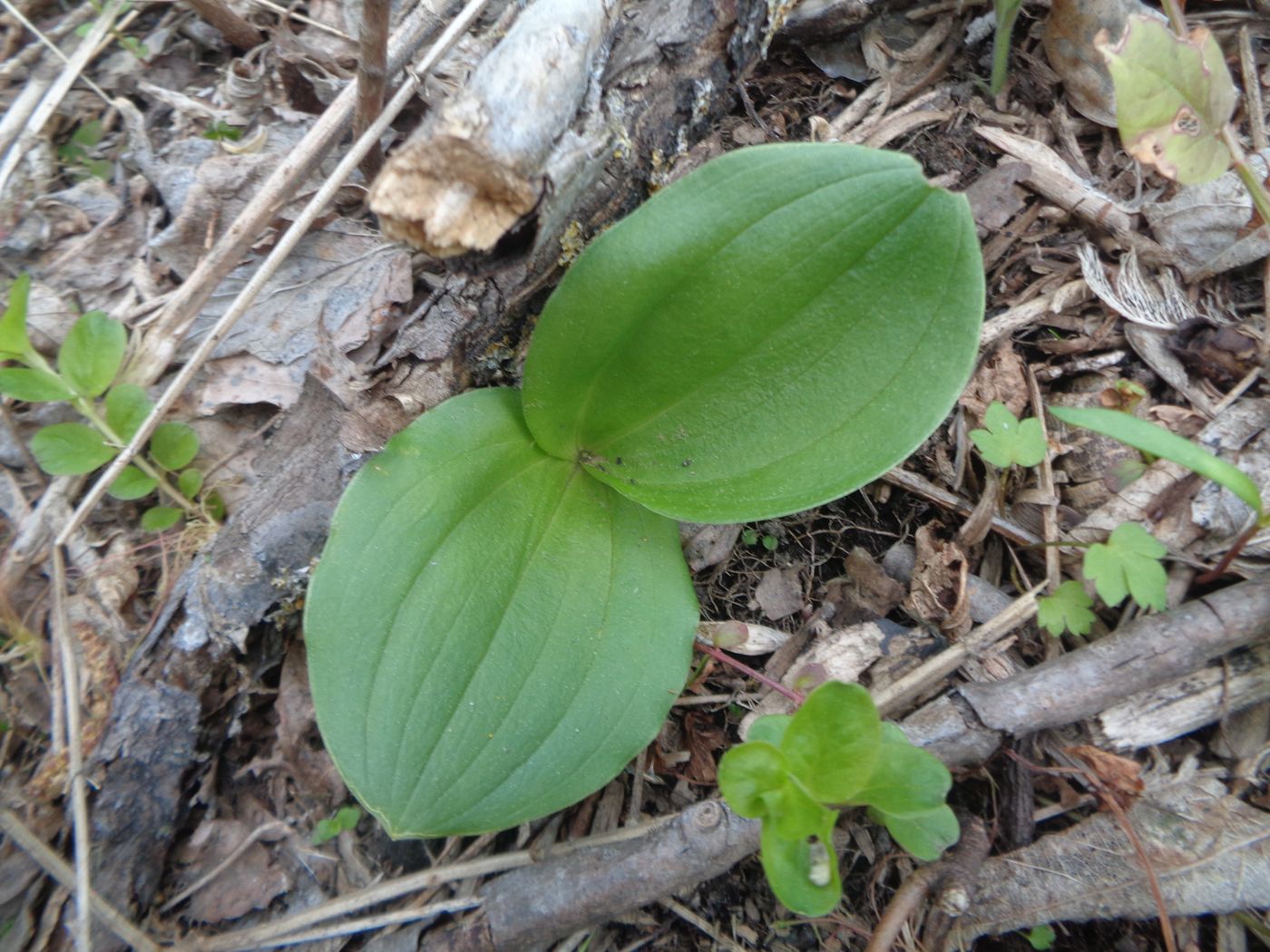 Image of Listera ovata specimen.