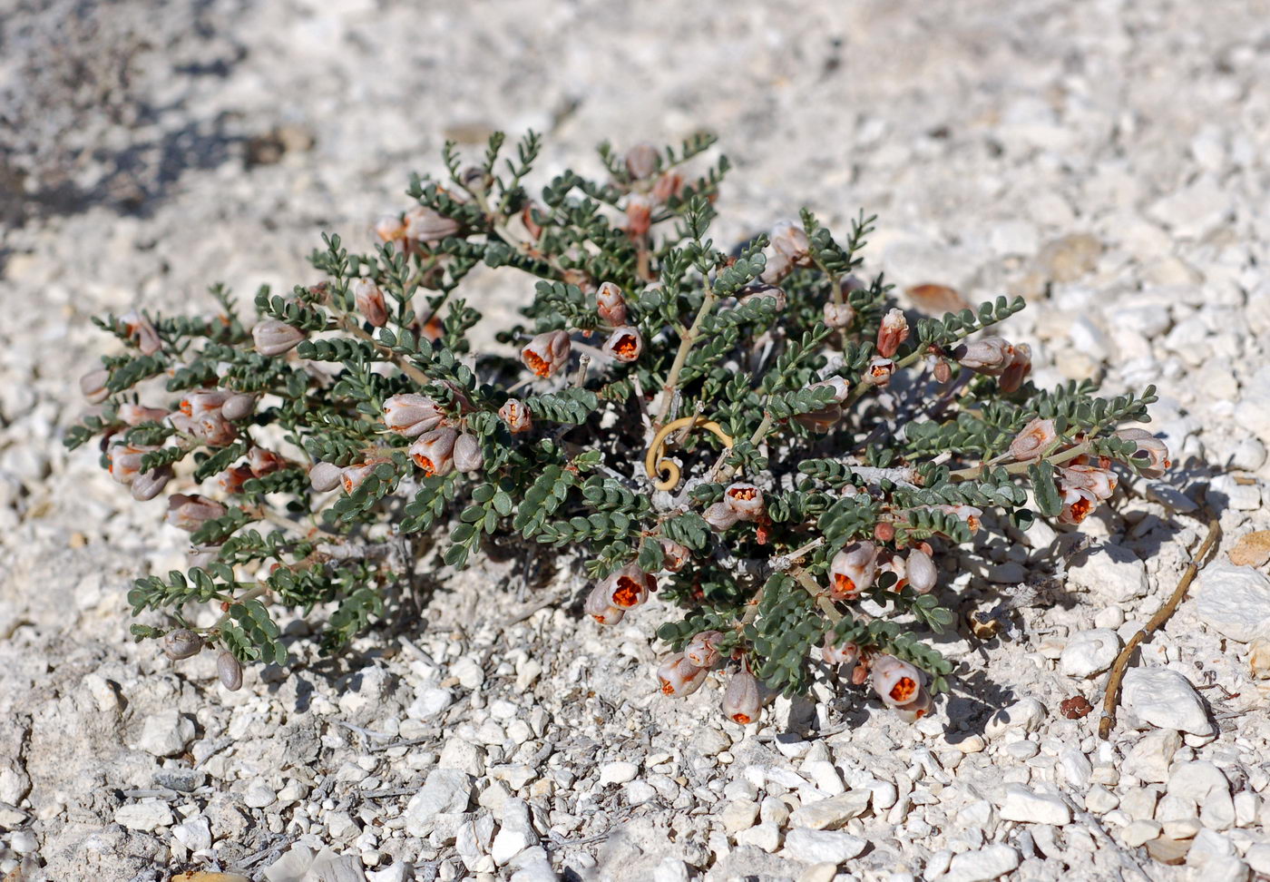 Изображение особи Zygophyllum pinnatum.