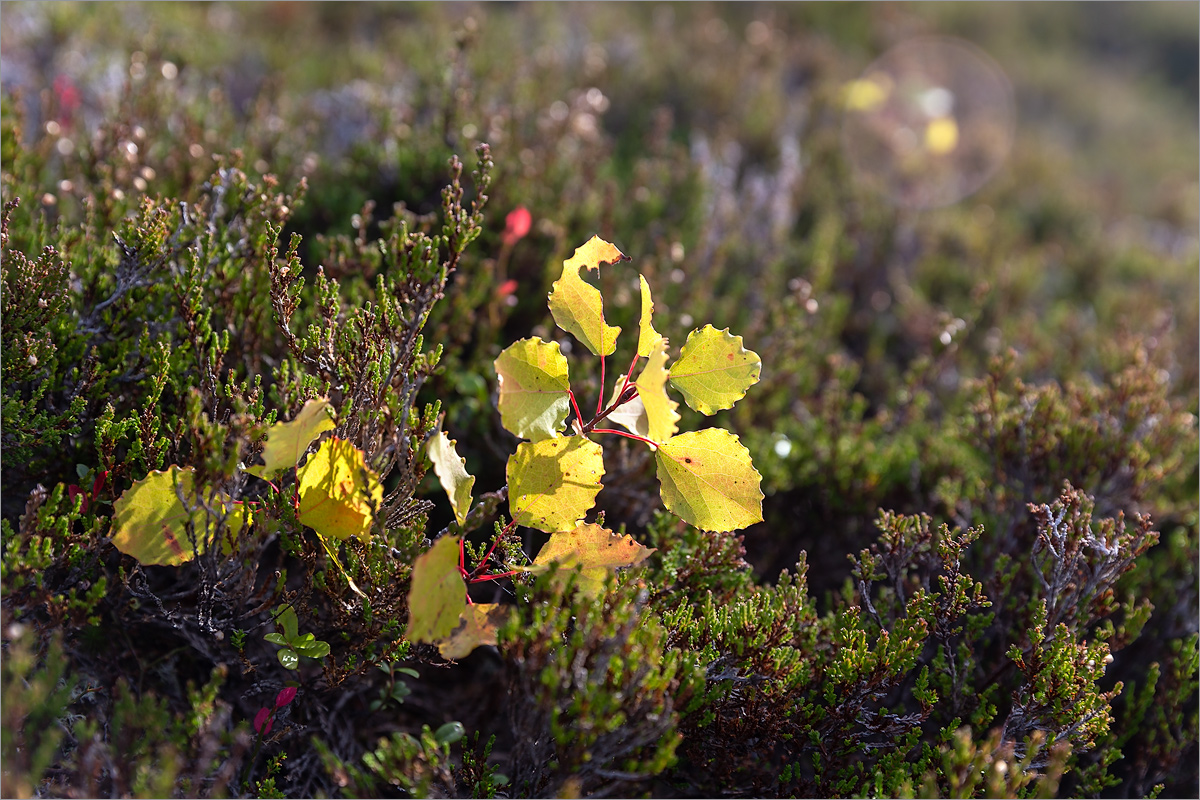 Image of Populus tremula specimen.