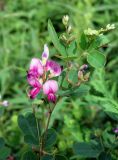 Lespedeza bicolor. Верхушка побега с соцветиями. Приморский край, Артёмовский ГО, бухта Муравьиная, мыс на берегу залива. 26.08.2019.