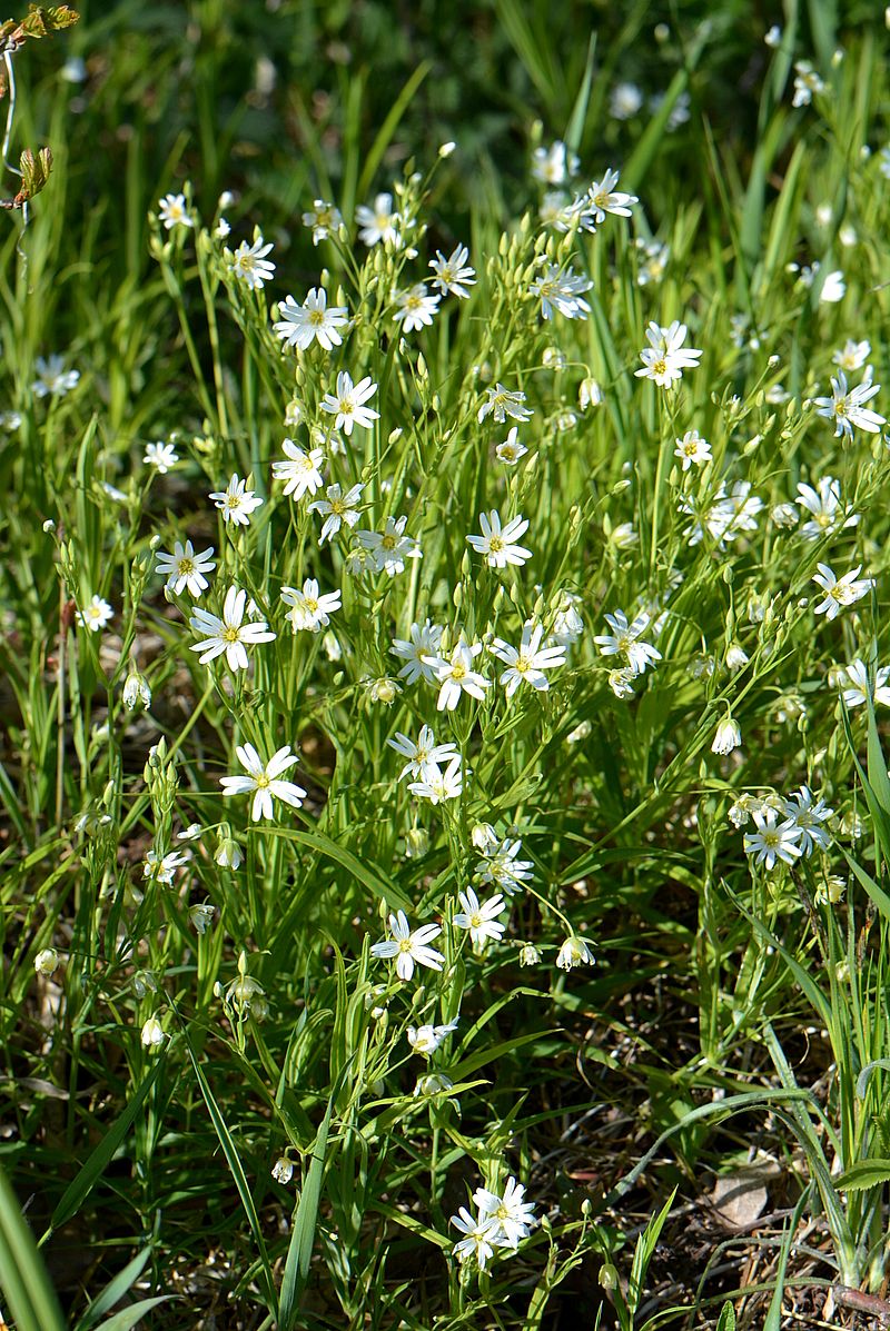 Image of Stellaria holostea specimen.