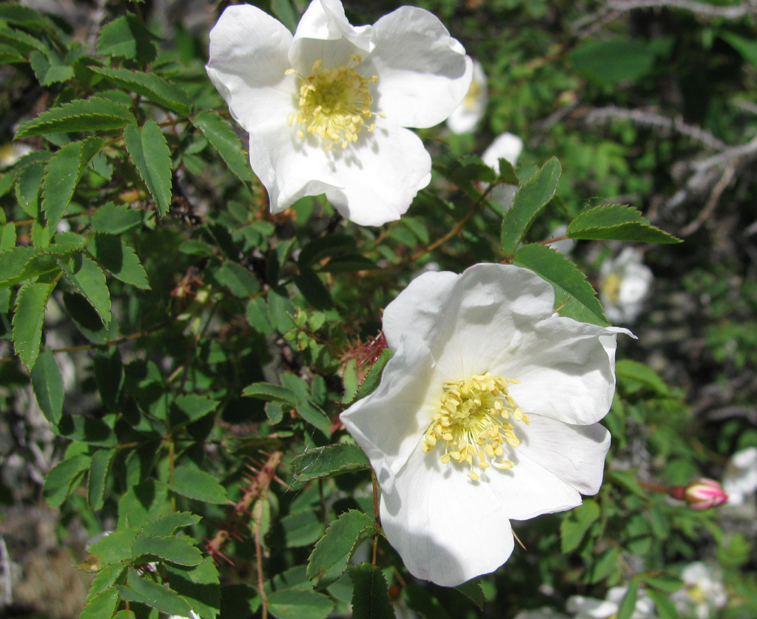 Image of Rosa oxyacantha specimen.