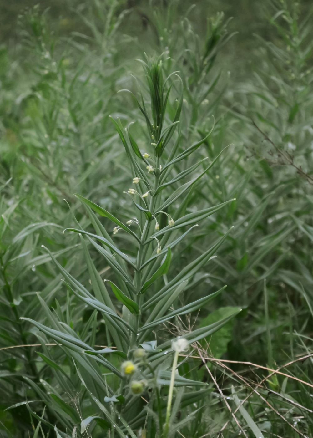 Image of Polygonatum sewerzowii specimen.