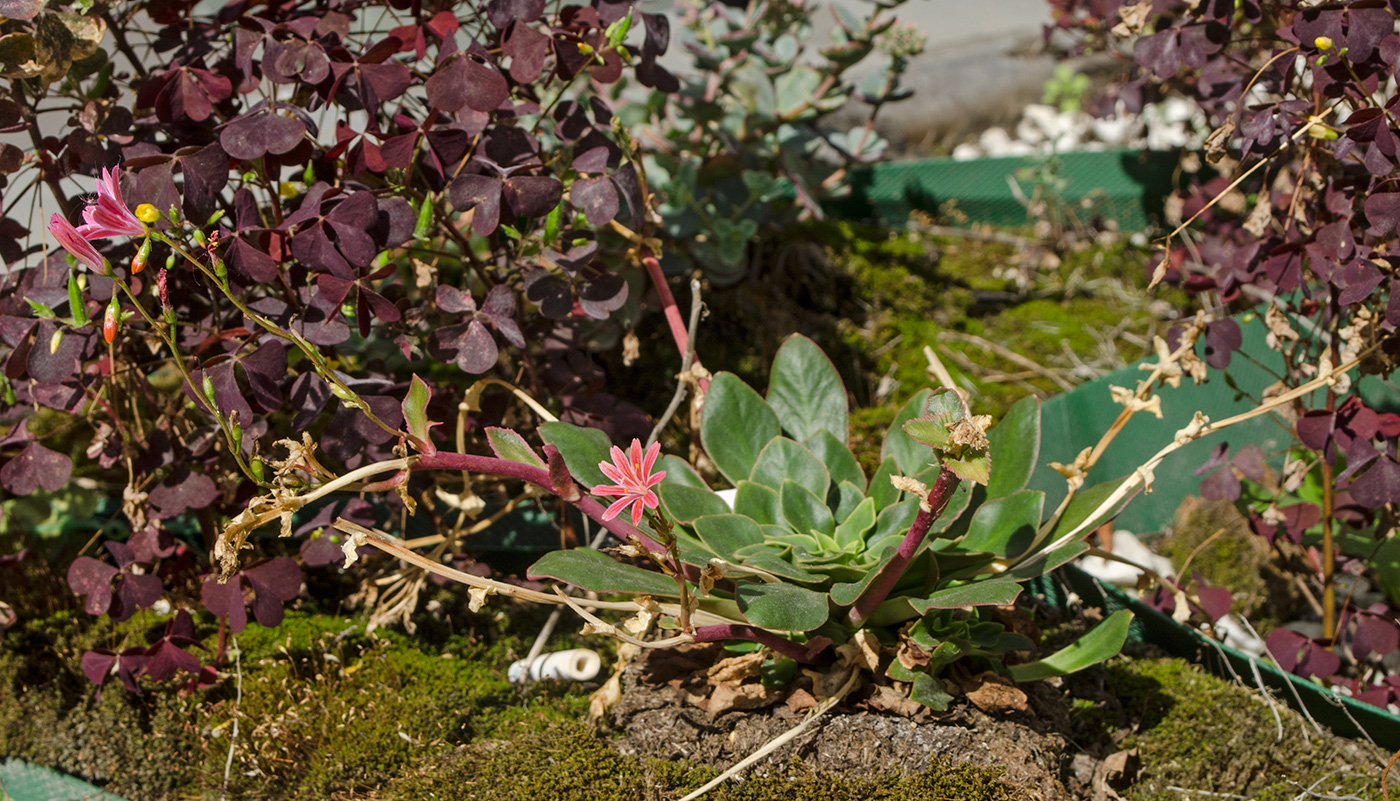 Изображение особи Lewisia cotyledon.