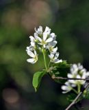 Amelanchier spicata. Верхушка побега с соцветием. Московская обл., г. Железнодорожный, в культуре. 11.05.2020.