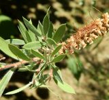 Callistemon phoeniceus. Часть плодоносящей ветви. Краснодарский край, городской округ Сочи, Сочи-Центр, Сочинский дендрарий, в культуре. Июль 2020 г.