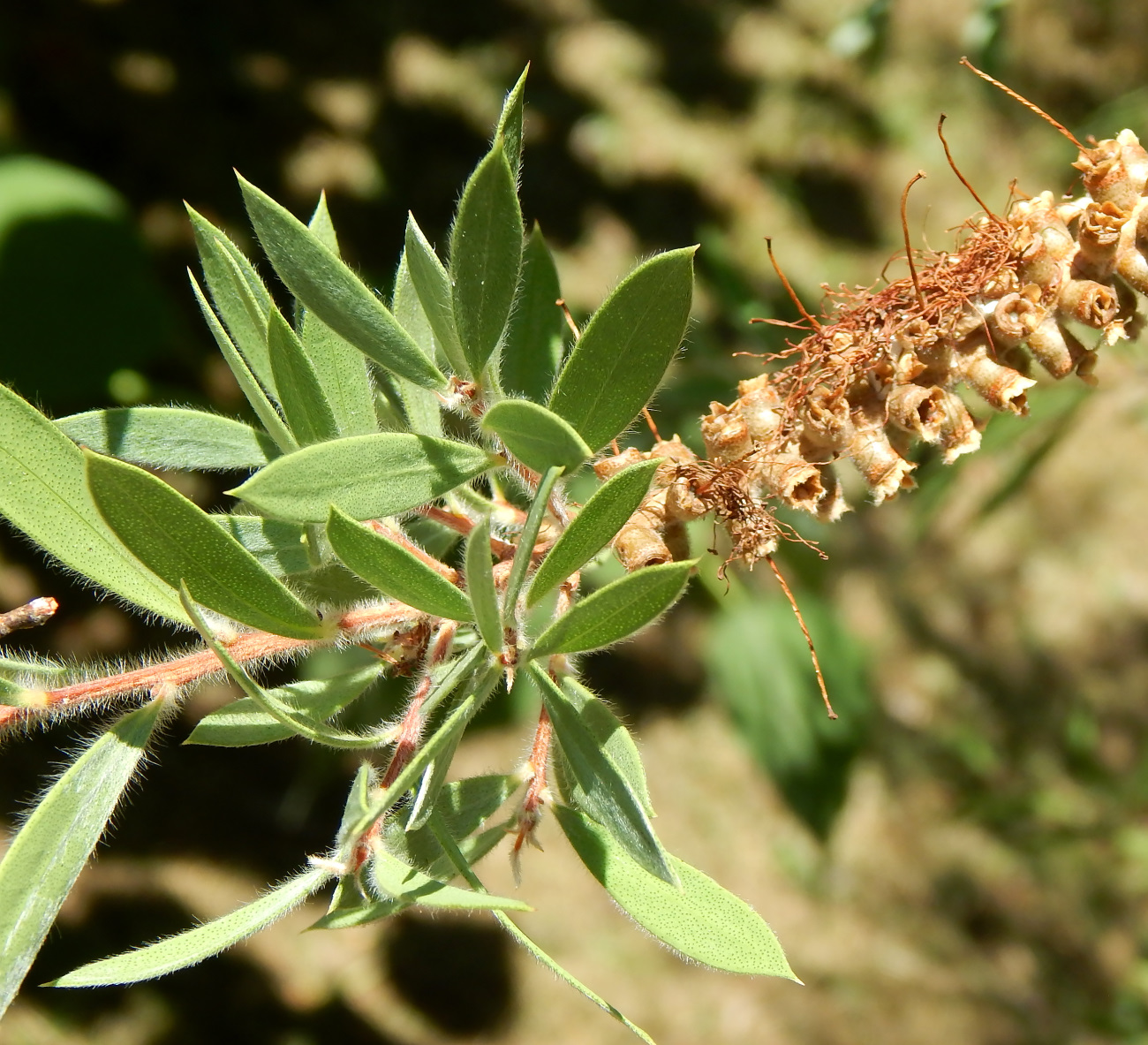 Image of Callistemon phoeniceus specimen.