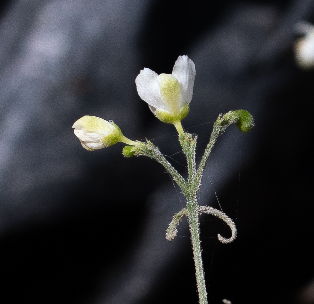 Изображение особи Cardiospermum halicacabum.