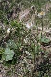 Tussilago farfara