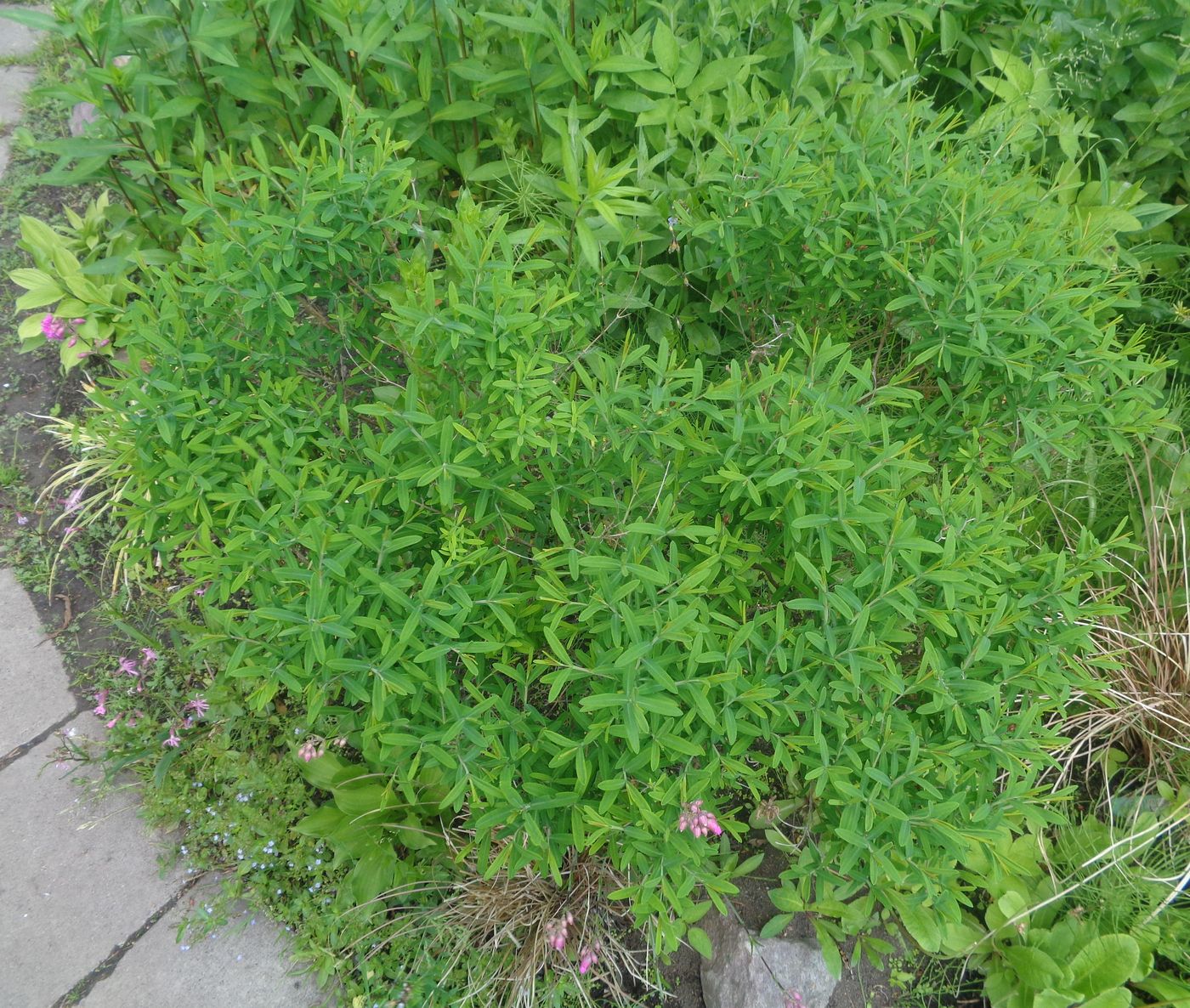 Image of Hypericum kalmianum specimen.