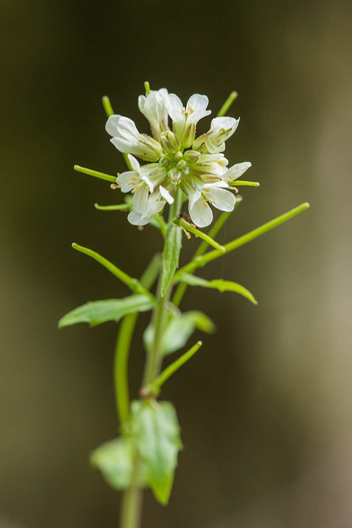 Изображение особи Arabis turrita.