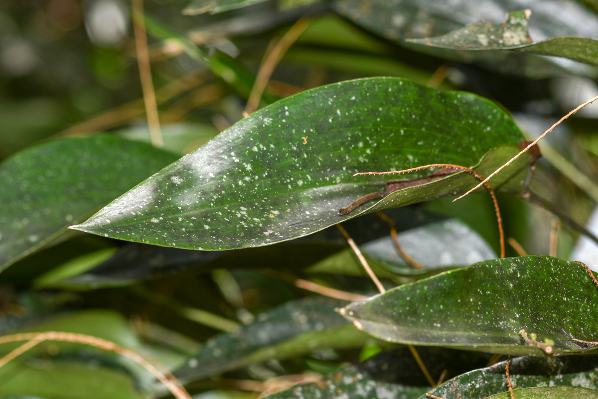 Изображение особи Pleurothallis revoluta.