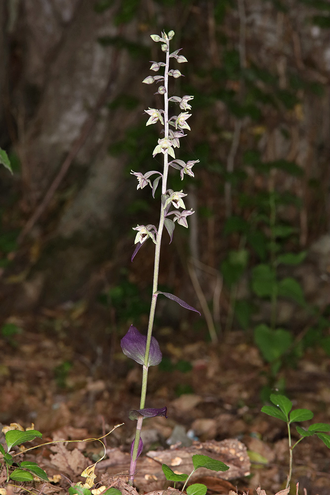 Image of Epipactis condensata specimen.