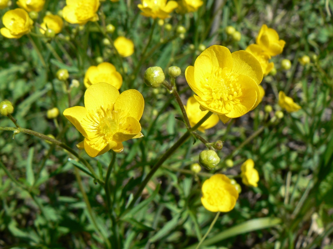 Image of Ranunculus japonicus specimen.