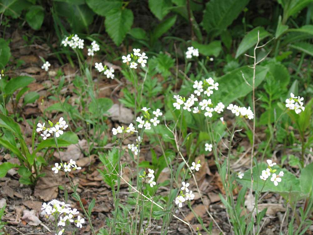 Изображение особи Arabidopsis lyrata.