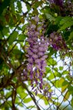 Wisteria sinensis. Соцветие. Израиль, г. Бат-Ям, в культуре. 26.04.2021.