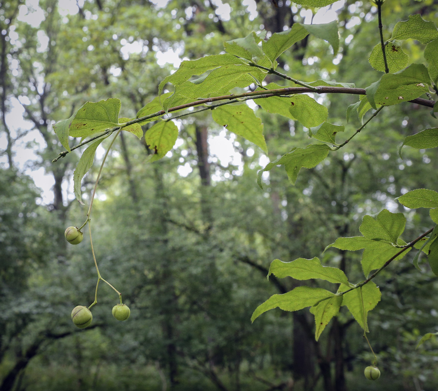 Изображение особи род Euonymus.