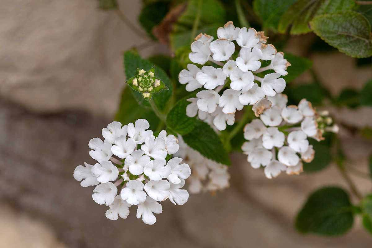 Image of Lantana montevidensis specimen.