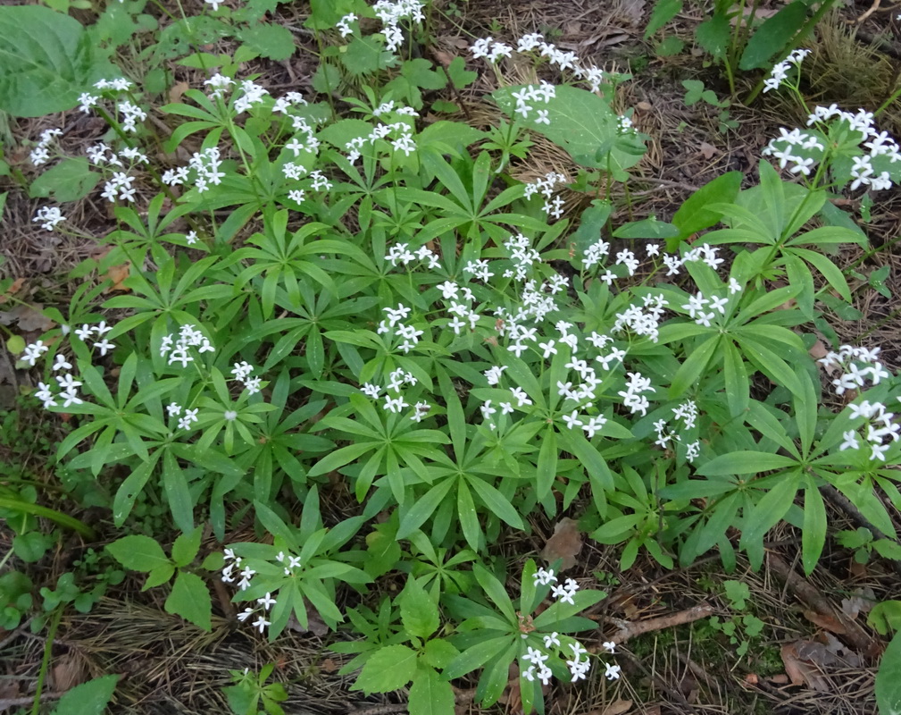 Изображение особи Galium odoratum.