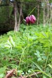 Fritillaria meleagris