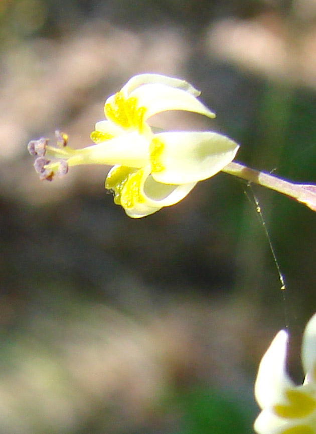 Image of Zigadenus sibiricus specimen.